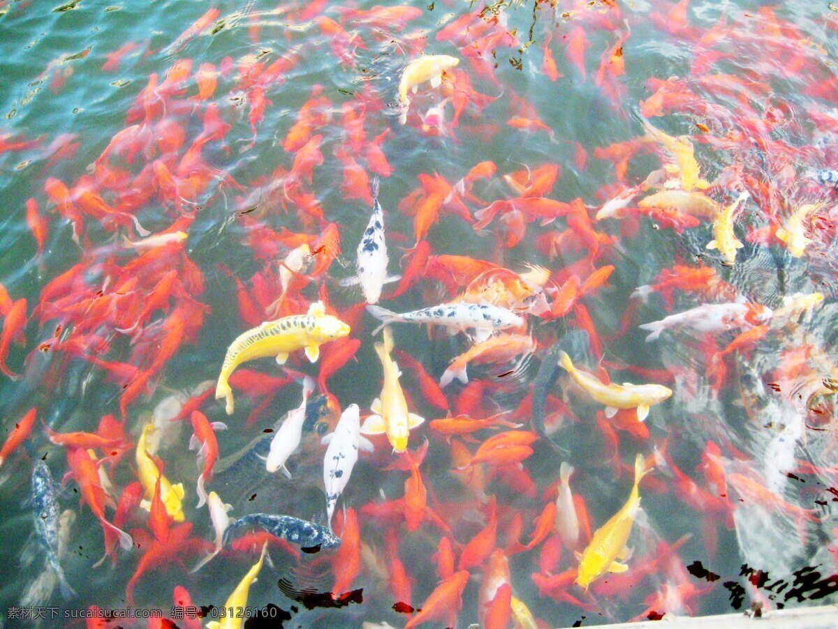 游戏免费下载 池塘 红金鱼 金鱼 生物世界 游戏 鱼类 美丽的金鱼 金鱼池 池塘里的金鱼 黄金鱼
