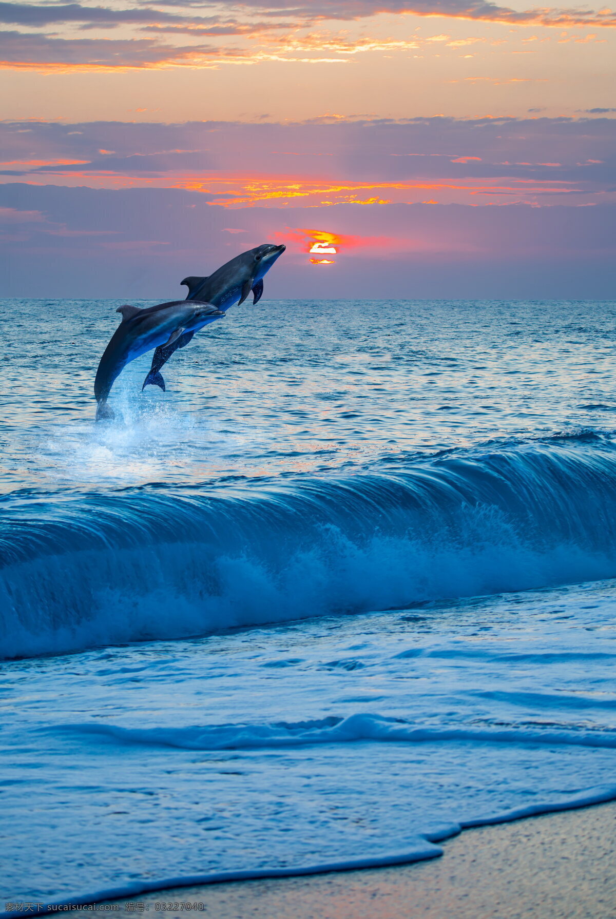 大海 海豚 黄昏 黄昏云 云彩
