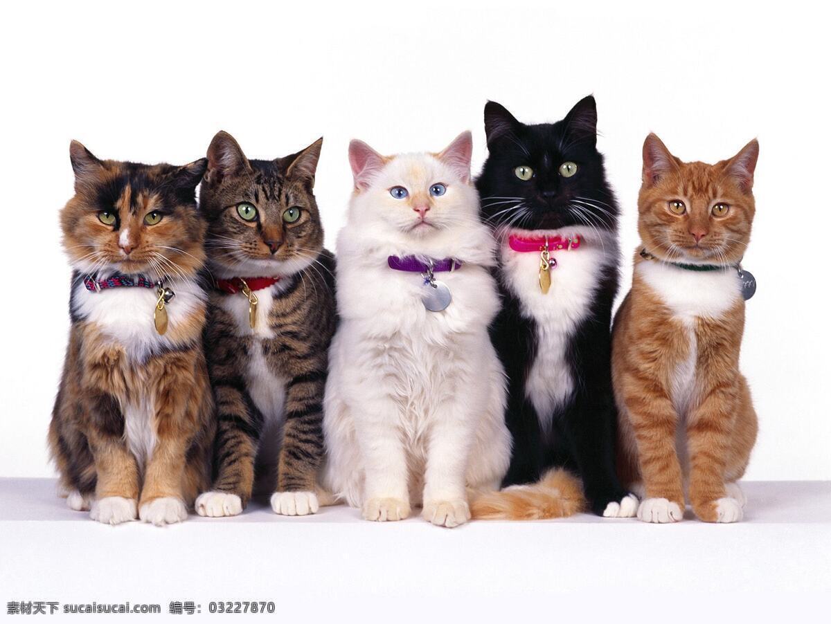 动物 猫咪 哺乳动物 五只猫咪 可爱 乖巧 白色猫咪 虎纹猫咪 黑白猫咪 猫牌 生物世界 家禽家畜 摄影图库