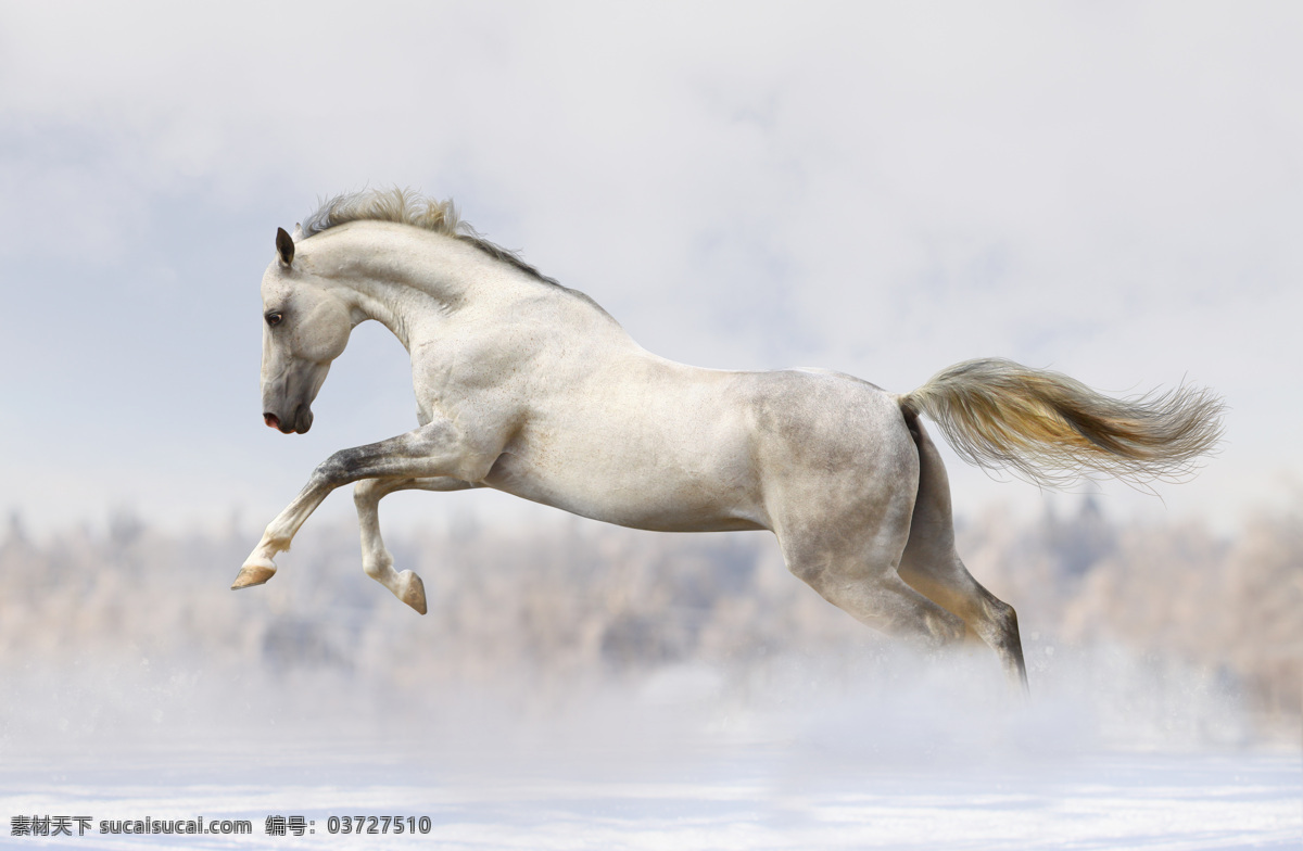 水中 奔跑 马匹 马 骏马 驰骋 动物世界 陆地动物 生物世界