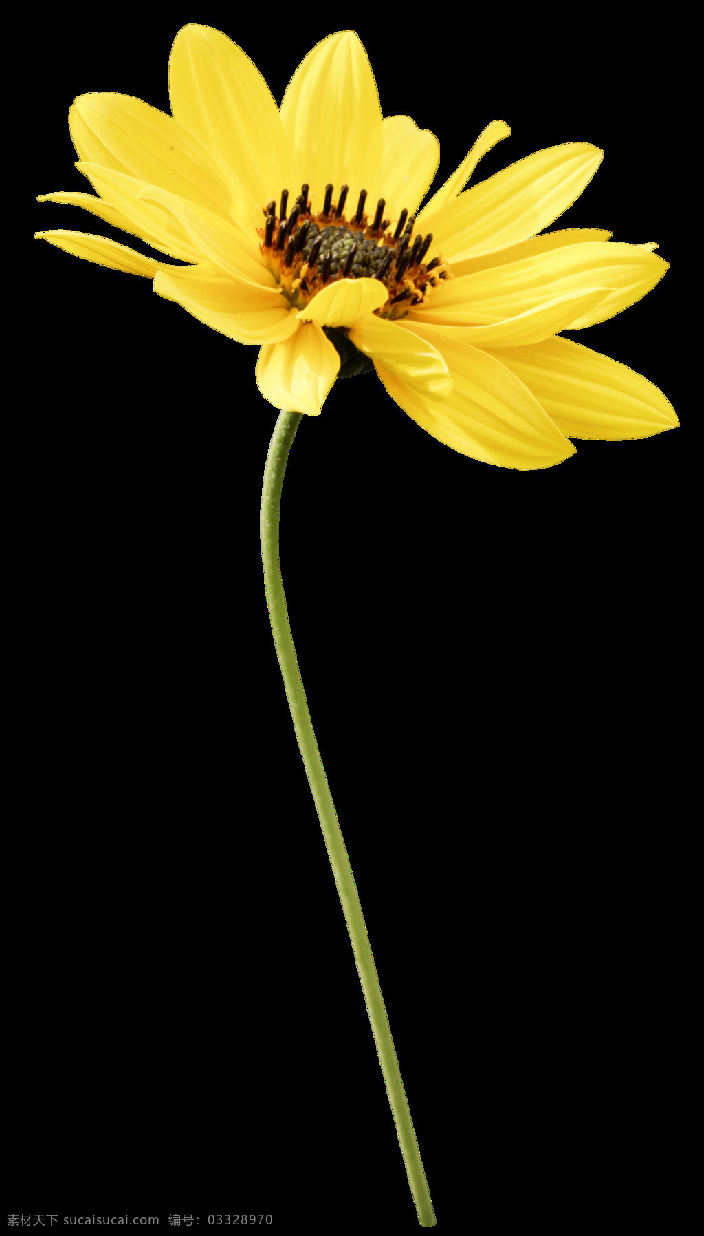 png元素 创意 花朵 黄色 免抠元素 透明素材 元素