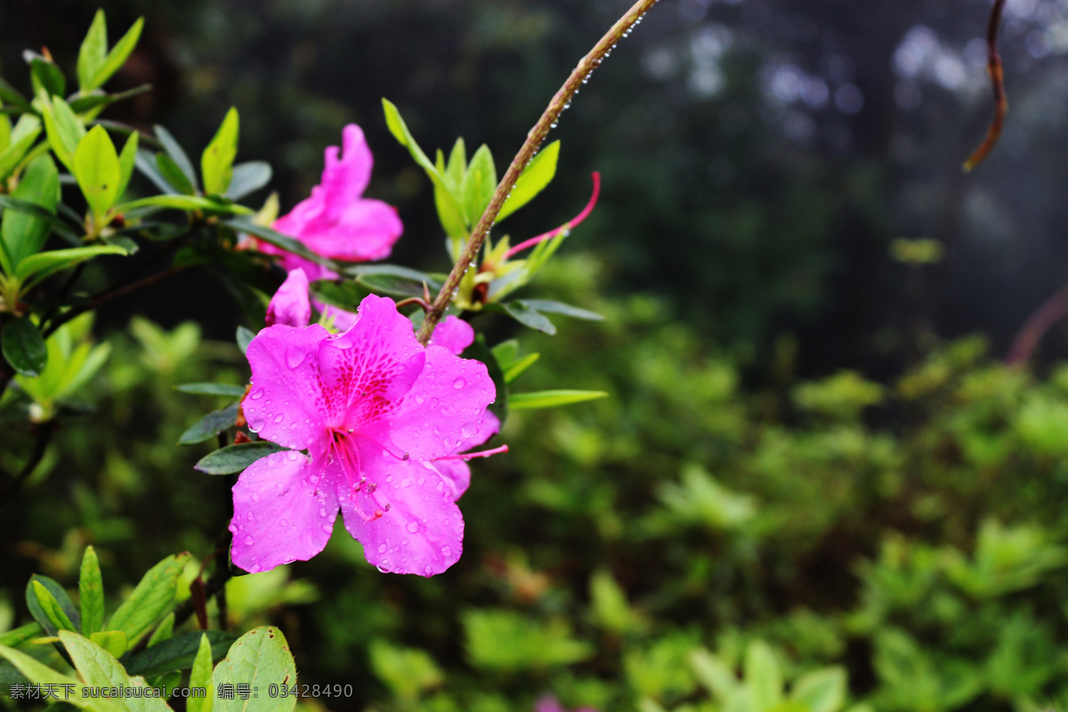 杜鹃花 映山红 绿叶 红花 崇义 阳岭 生物世界 花草 黑色