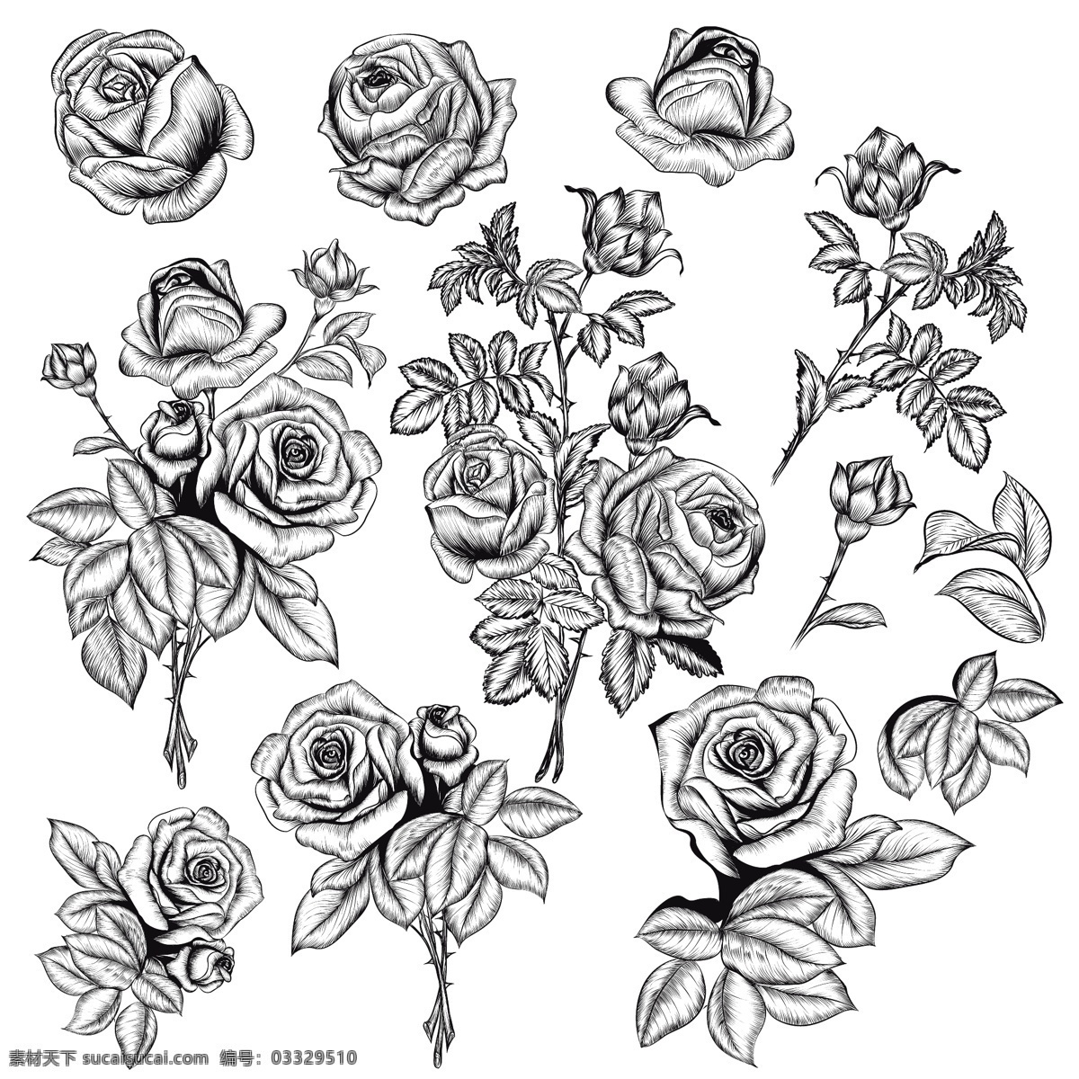 玫瑰 叶子 素描 花卉 手 自然 手绘 春天 树叶 植物 绘画 开花 美丽 季节 春天的花朵 草图 花瓣