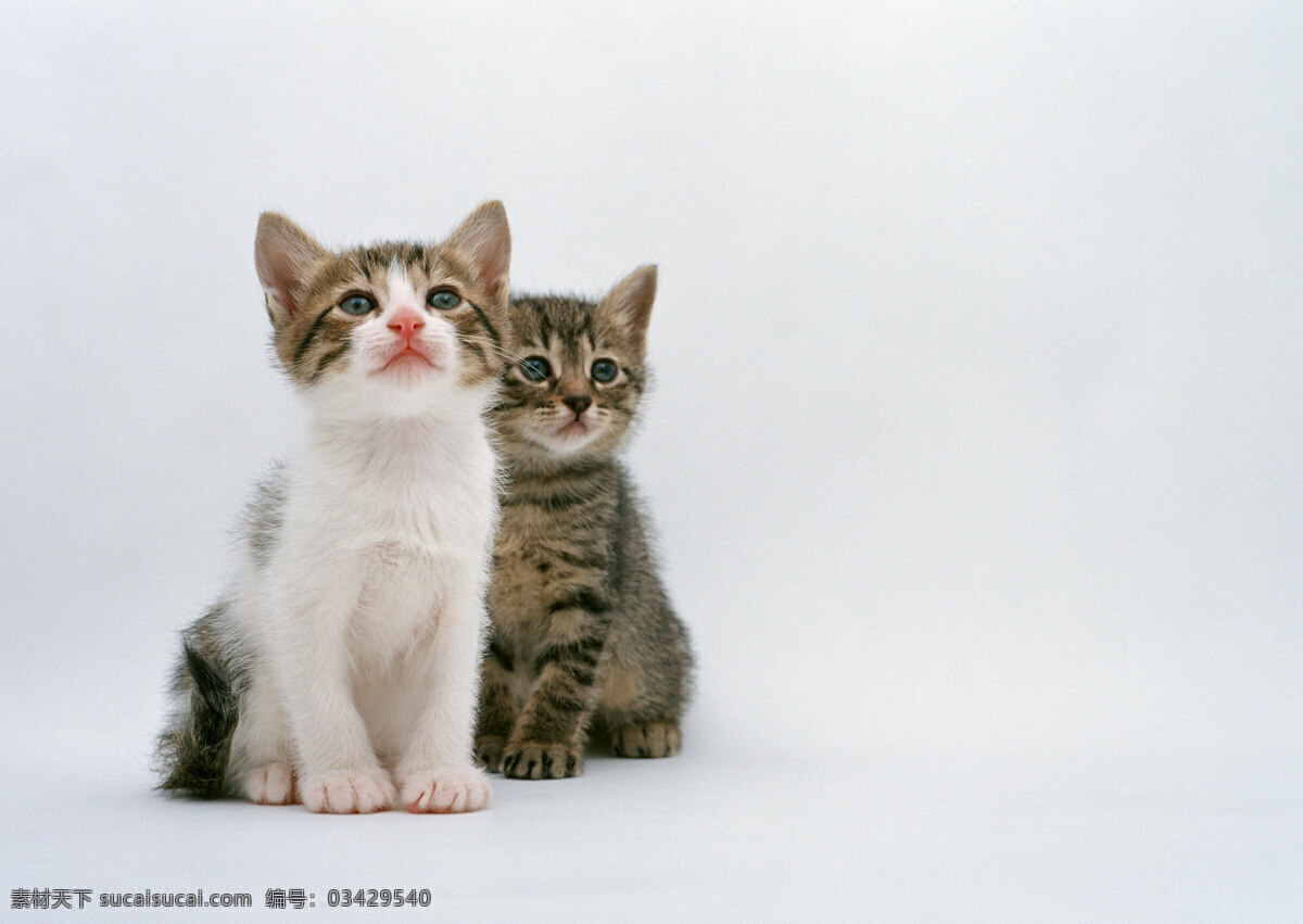 可爱 两 只 小猫 动物摄影 宠物 猫 可爱的猫 家猫 猫咪 小猫图片 家禽家畜 生物世界 猫咪图片