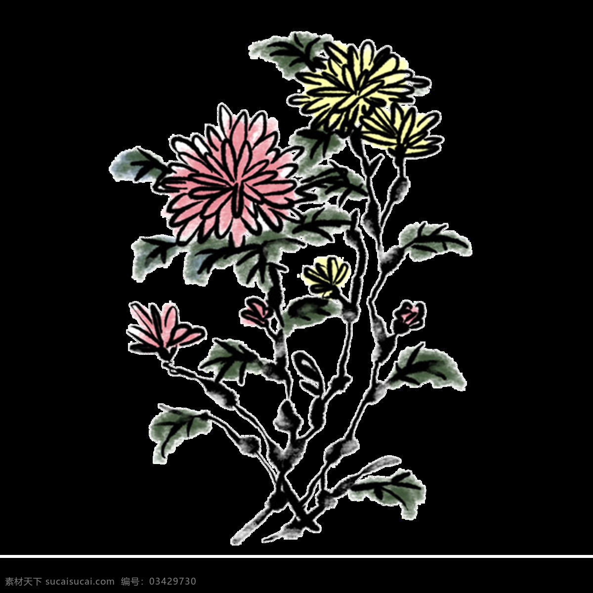 美丽 双色 手绘 菊花 装饰 元素 深色花枝 植物 装饰元素