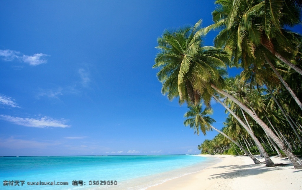 蓝天 白云 沙滩 海边 海水 碧海蓝天 热带风景 棕榈树 树木 大海 海滩 风景 蔚蓝色 夏天 山水风景 自然风景 自然风光 自然景观 自然 景色 高清