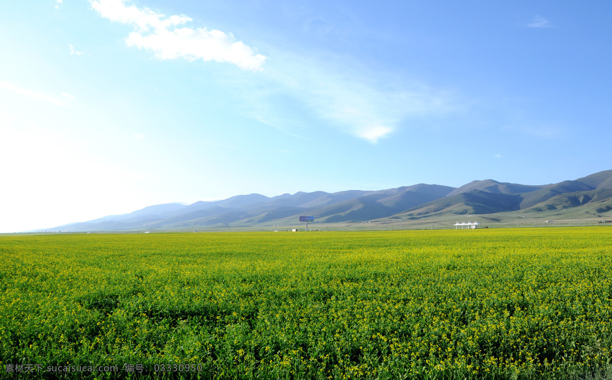 青海湖 油菜花 高原 自然风景 夏季草原 自然景观