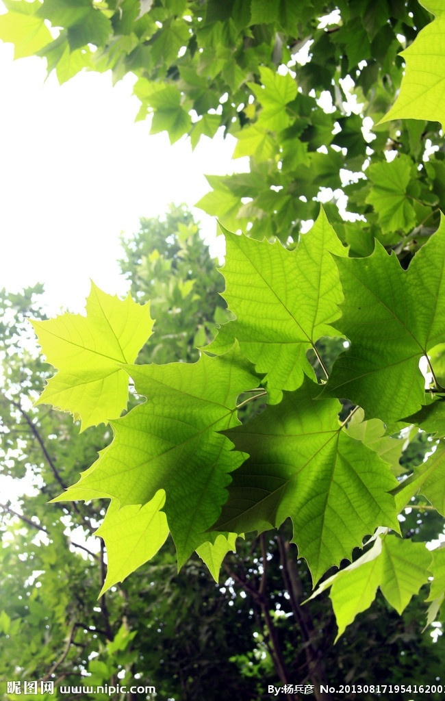 夏天绿叶 街头 阳光 早晨 树叶 大树 树木树叶 生物世界
