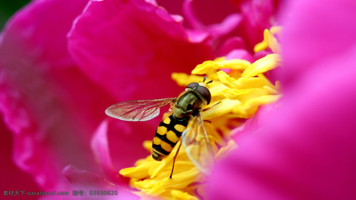 蜜蜂 采花 黄花 蜜蜂采花 春天的花 花和蜜蜂 摄影作品 生物世界 花草 蜂蜜 花蕊 花蕾 花瓣 昆虫