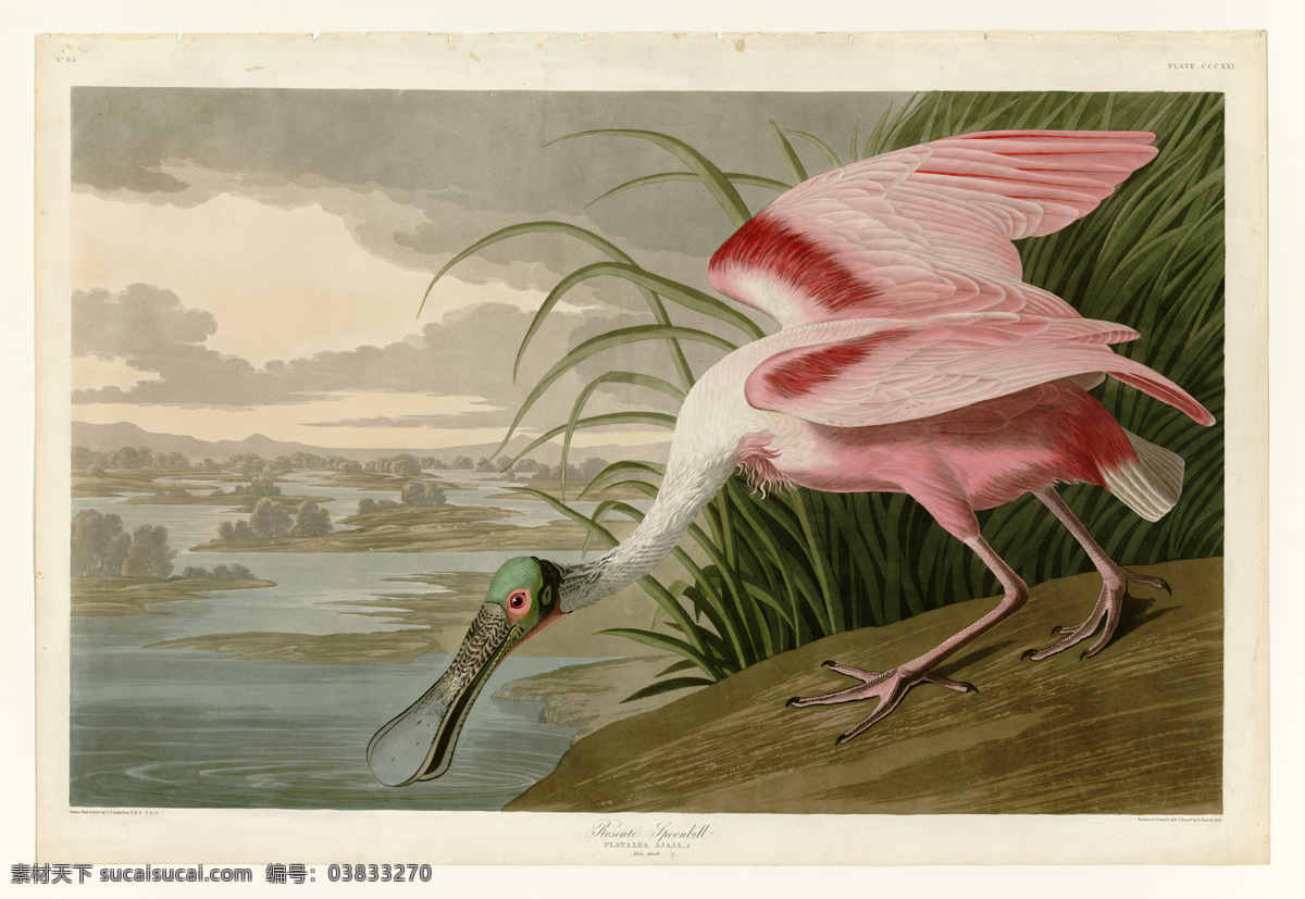 玫瑰色琵鹭 约翰 詹姆斯 奥 杜邦 奥杜邦 琵鹭 鸟 高清大图 奥杜邦的鸟类 超高清大图 绘画书法 文化艺术