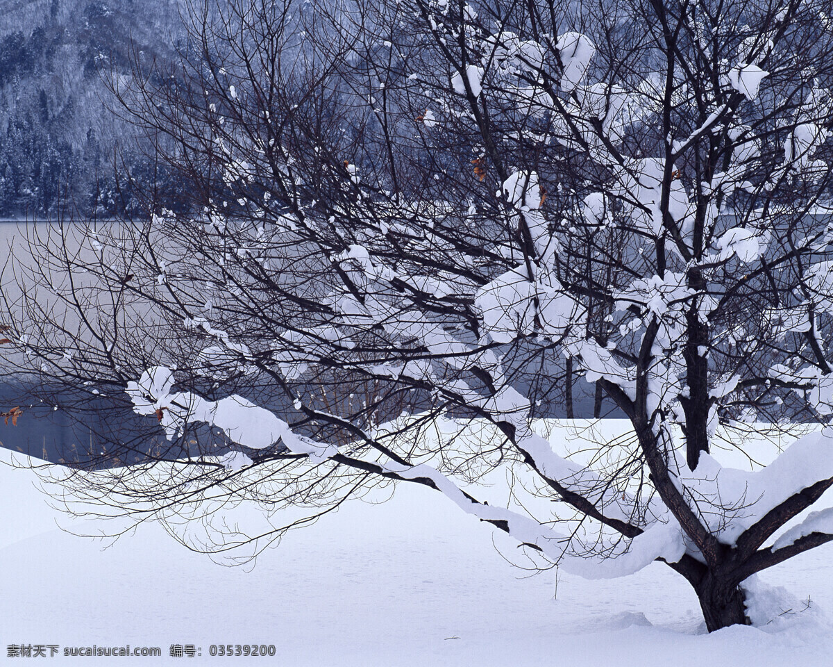 树木 雪景 白雪皑皑 雪松 白雪风光 森林大雪 风景 生活 旅游餐饮