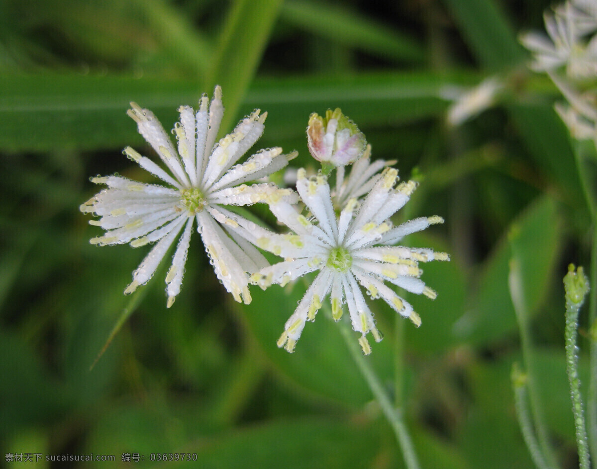 唐松草的泪 白色小花 露珠 晨光 绿色 微距 晨露 花草一组 花草 生物世界