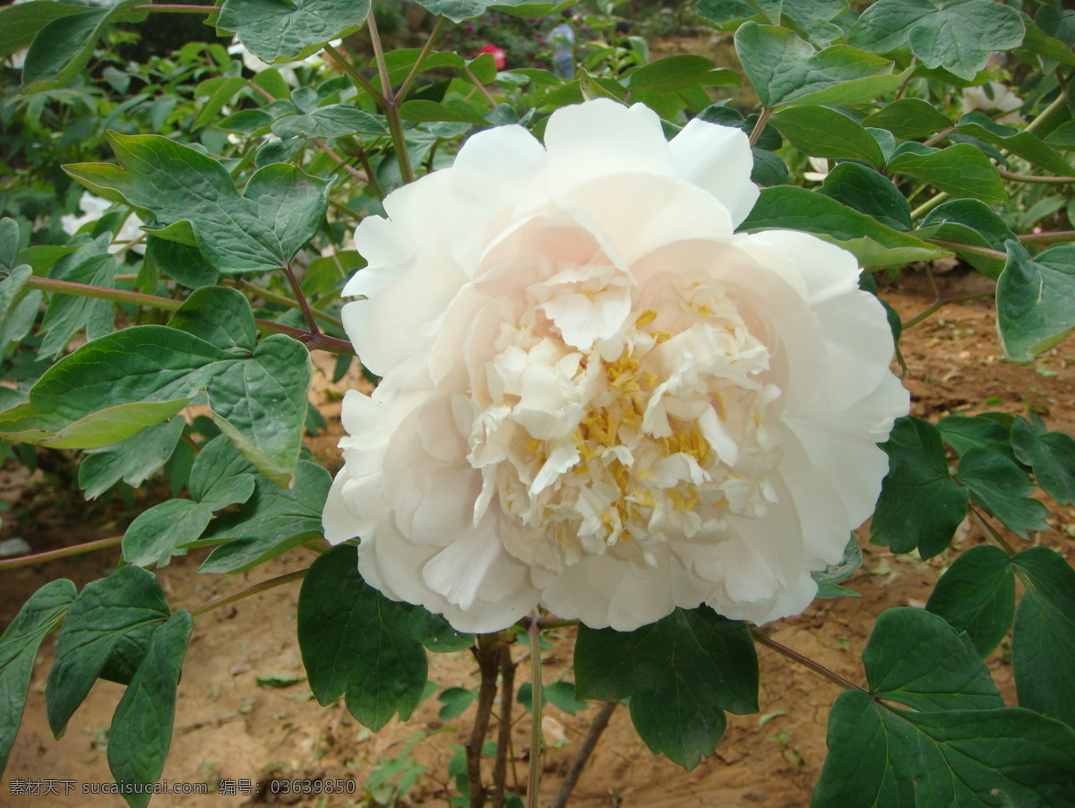 牡丹花 富贵花 大花 绿叶 花卉 花草 春天 生物世界