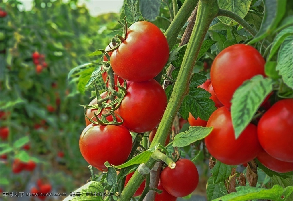 蔬果 蔬菜 西红柿园 果实 收获季节 生物世界