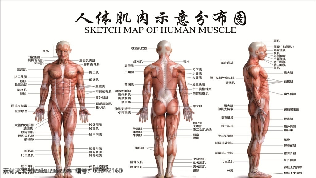 人体 肌肉 示意 分析图 全图 穴位 分析