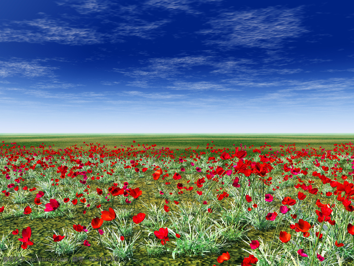 草原 上 红色 花朵 精品 实用 精美图片 印刷 适用 高清 创意 风景 自然风光 天空 草地 解压 密码 cn 生活 旅游餐饮