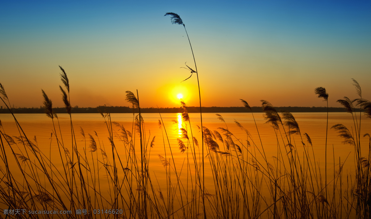 芦苇 黄昏 夕阳 湖面 平静水面 自然景观 自然风景