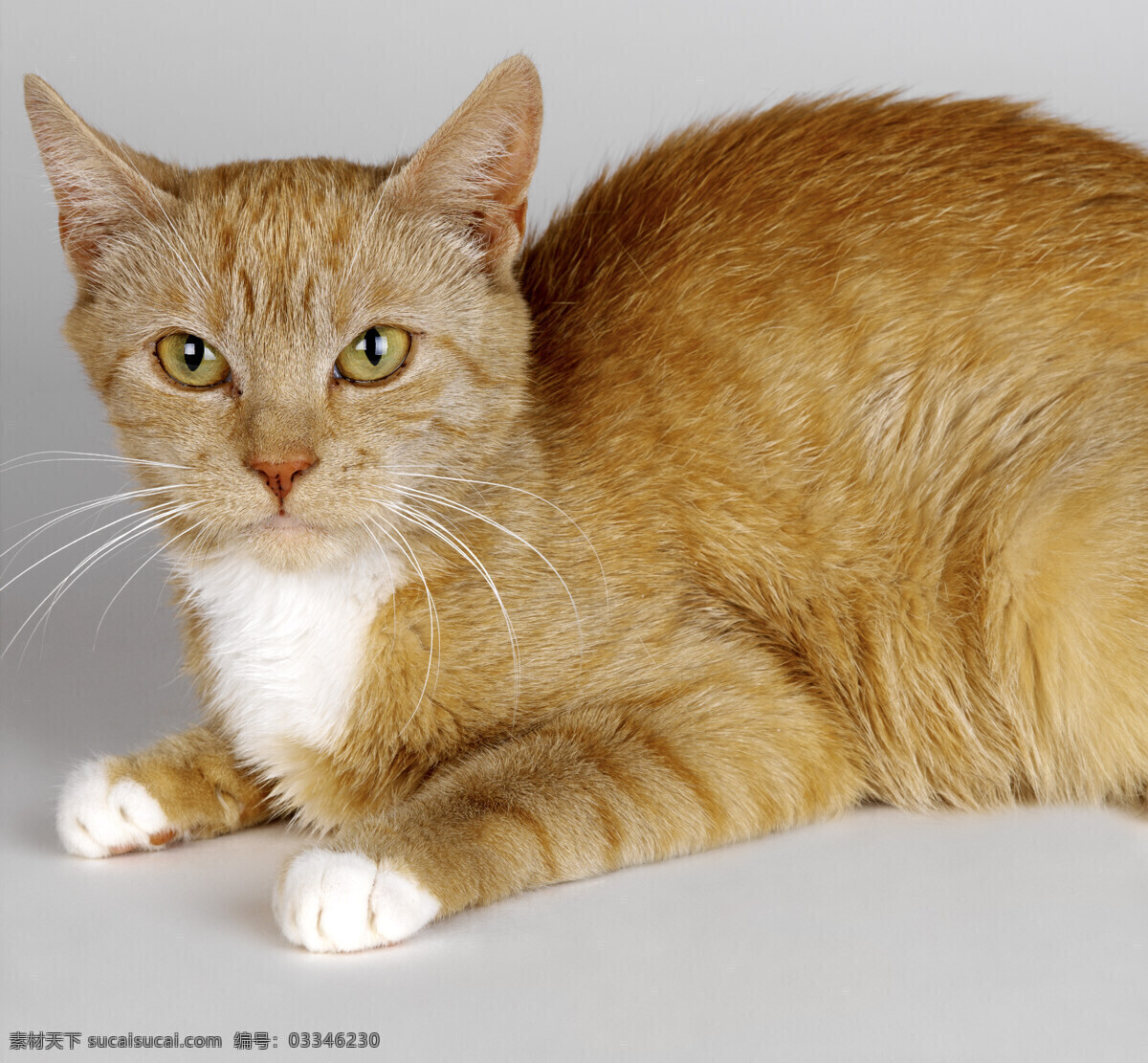 可爱 猫咪 猫 小猫 萌 宠物猫 动物世界 猫咪图片 生物世界