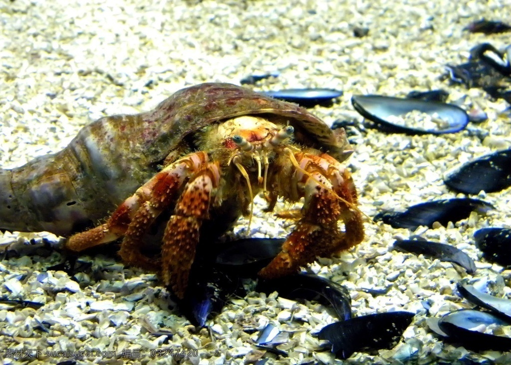 寄居蟹 海洋生物 节肢动物 白住房 干住屋 蟹 蟹类 螃蟹 寄居蟹图片 寄居蟹素材 生物世界