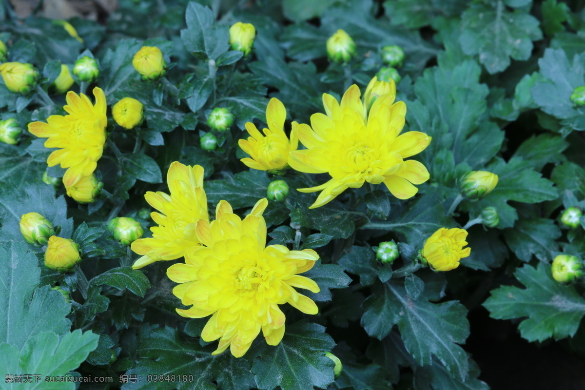 观赏花卉 秋菊 园艺 花卉素材 寿客 金英 黄华 陶菊 花卉 花儿 花草 花朵 花瓣 花蕊 菊菊花 生物世界