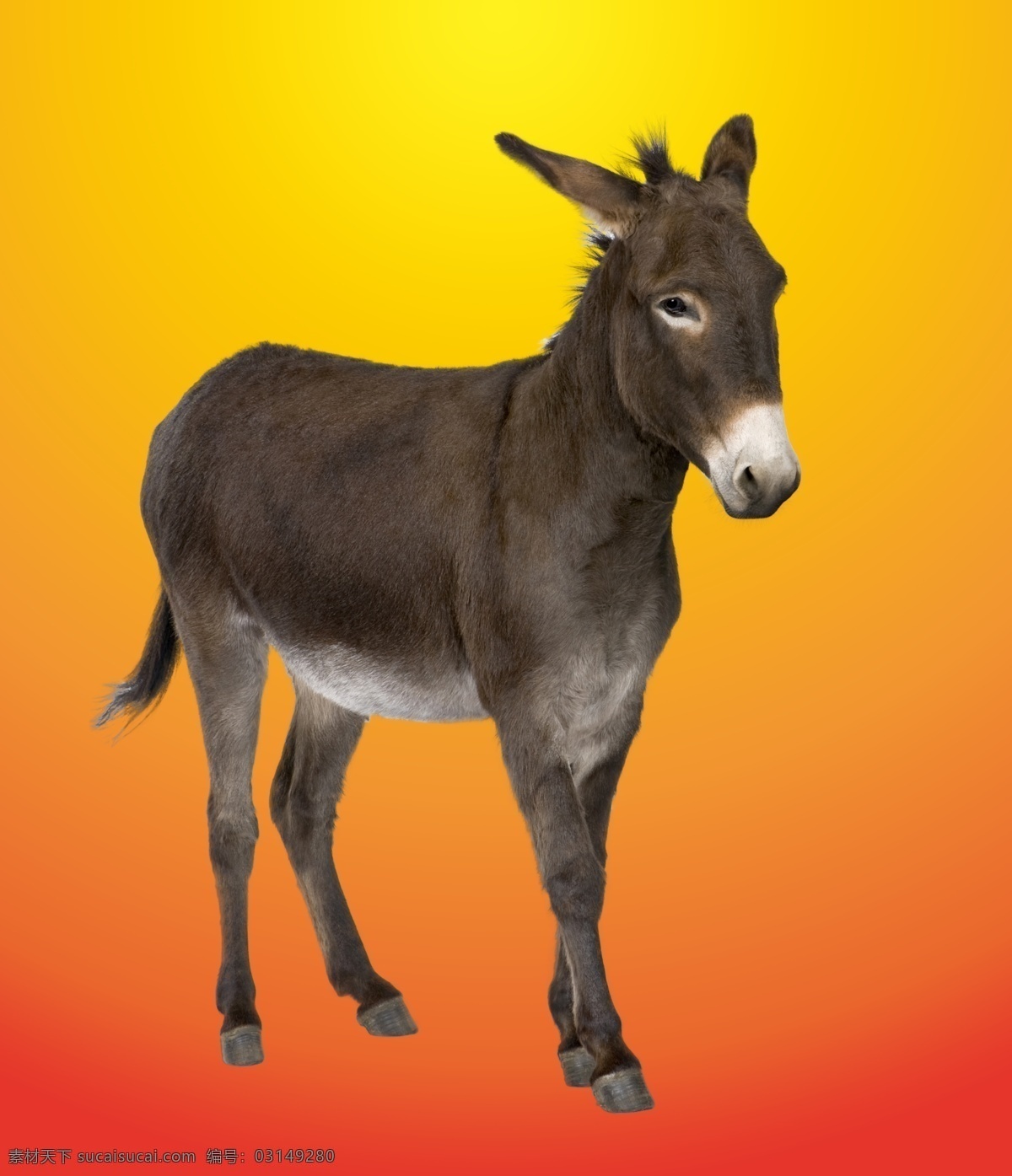 毛驴 家驴 驴子 驴肉 驴肉馆 家畜 驴素材 超大 尺寸 驴 驴抠图 分层 源文件