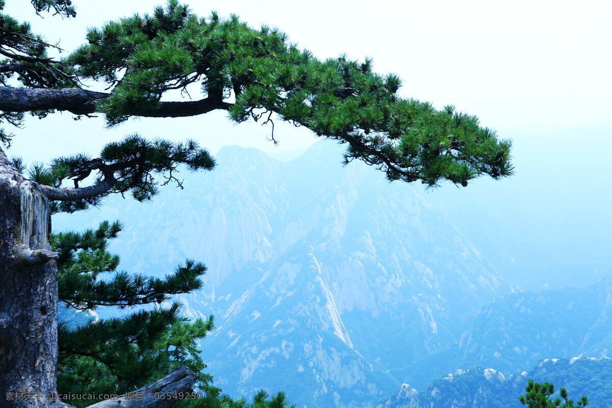 华山古松 自然风景 华山景观 悬崖峭壁 重峦叠嶂 蓝天 松柏 国内旅游 实景拍摄 旅游摄影