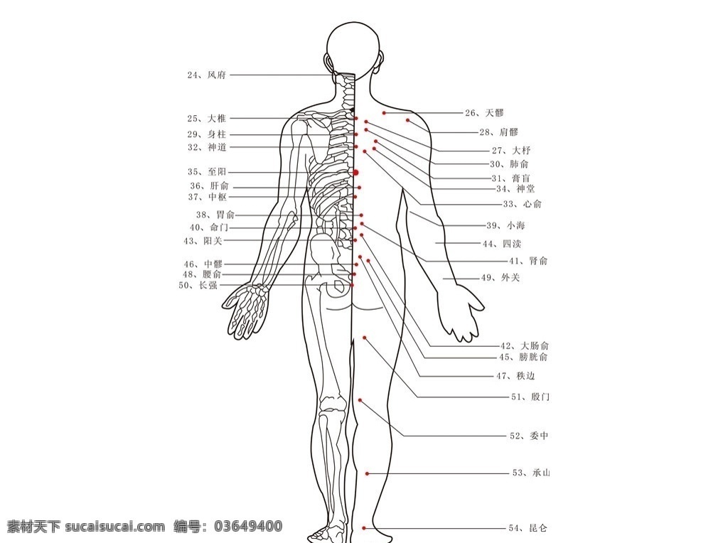 人体经络图 经络图 人体 穴位 矢量 经脉