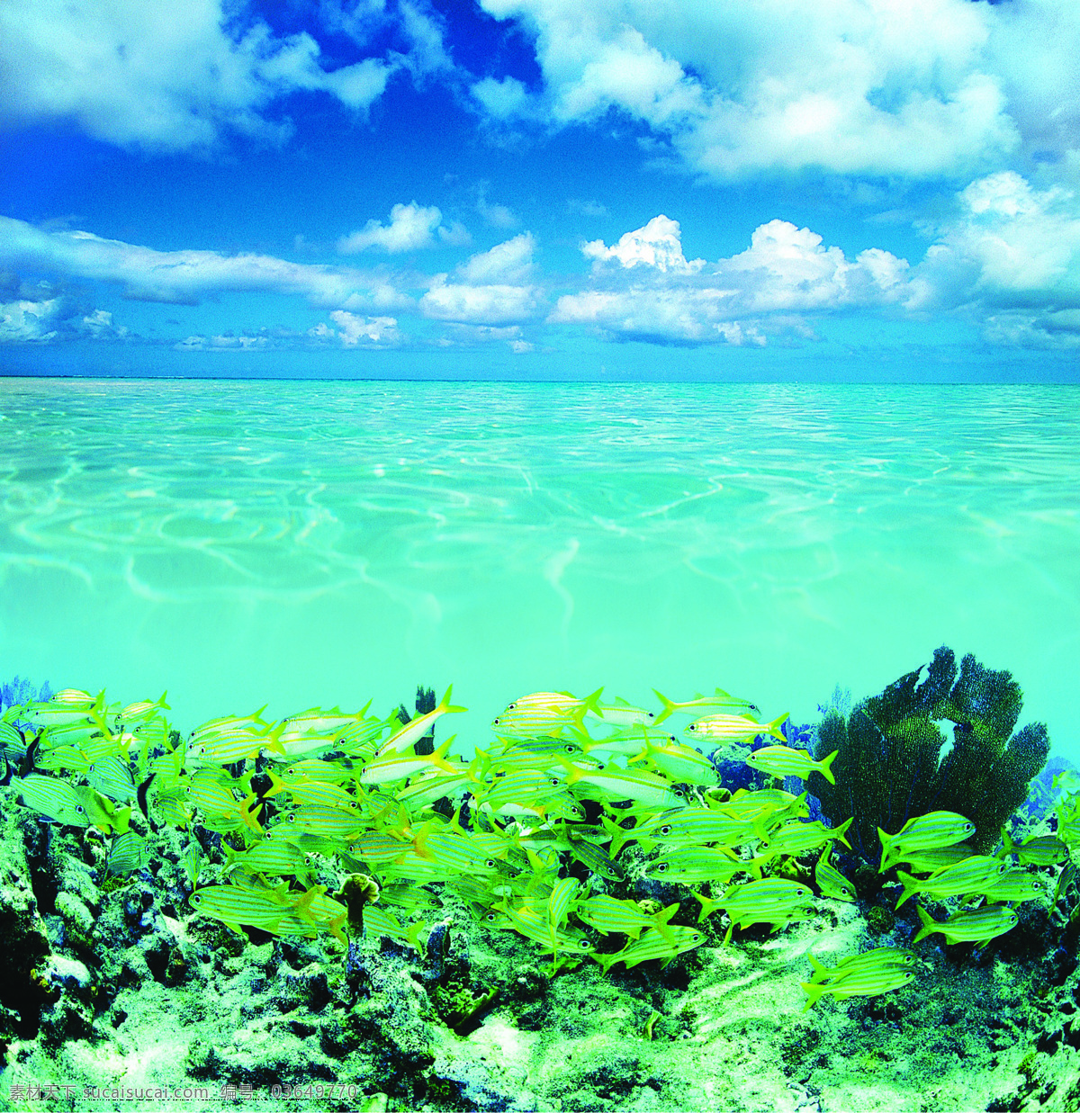 游鱼 高清晰 海波 海底 海洋 蓝天 珊瑚 设计图 设计图库 鱼群 生物世界 鱼类