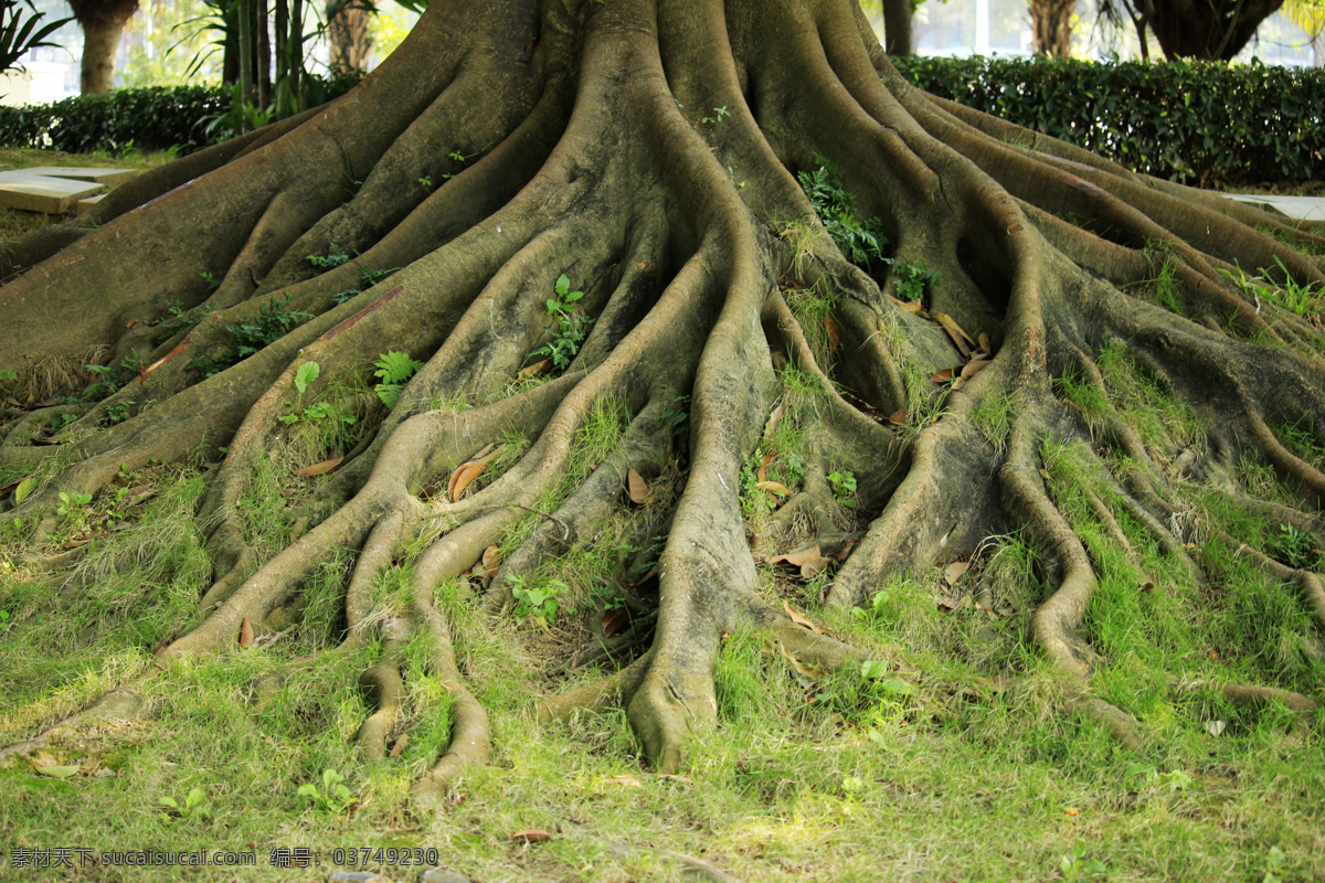 榕树根 榕树根系 榕树 老榕树 古榕 古榕树 常绿大乔木 树木素材 生物世界 树木树叶