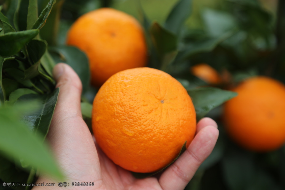 沃柑橙子 橘子 柑子 沃柑 橙子 皇帝柑 生物世界 水果