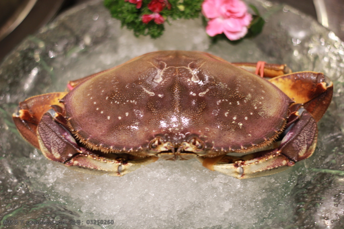 美国珍宝蟹 珍宝蟹 dungeness crab 元宝蟹 馒头蟹 餐饮美食 传统美食