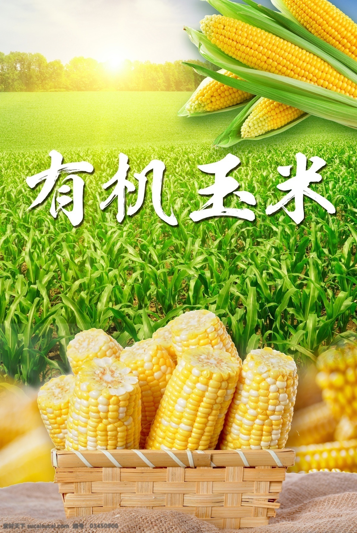 有机玉米 有机 食品 玉米 农作物 苞米 美食 农家 农民 阳光 绿色 田野 设计文件
