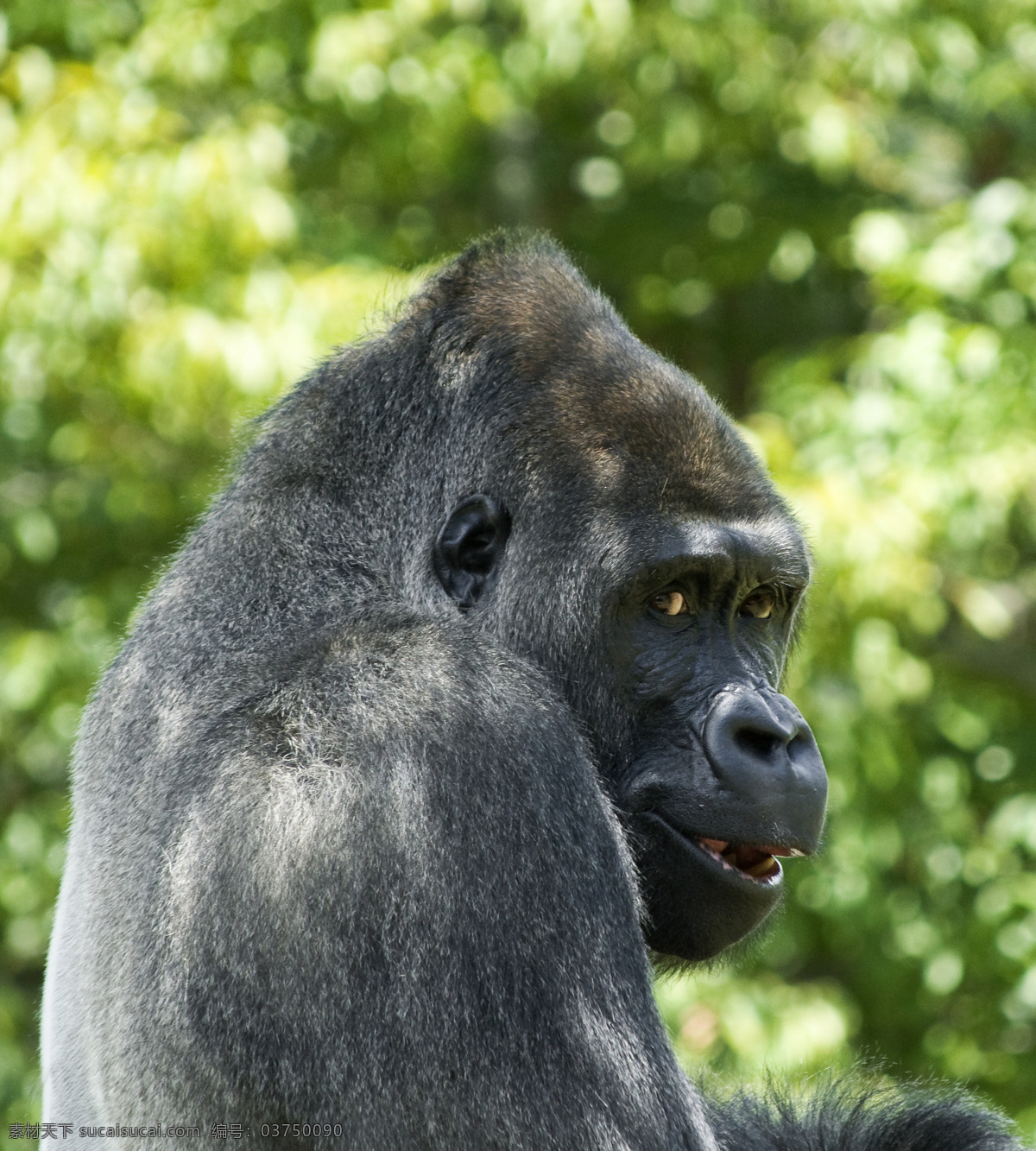黑猩猩 猴子 大猩猩 野生动物 动物世界 树林 陆地动物 生物世界