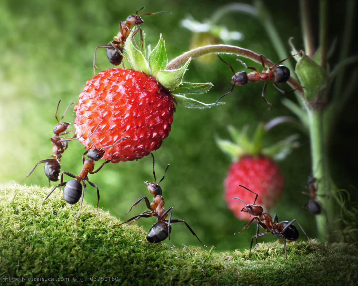 摘 果实 蚂蚁 蚂蚁摄影 蚂蚁素材 昆虫 动物 野生动物 动物世 昆虫世界 生物世界
