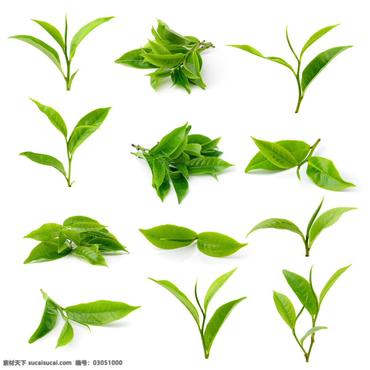 绿色 清新 嫩 茶叶 植物 娕茶叶 叶子 生物世界 树木树叶