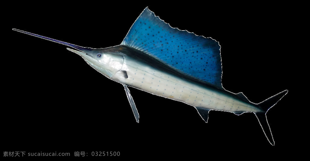 蓝色 尖 嘴 鱼 免 抠 透明 蓝色尖嘴鱼 小型热带鱼 热带鱼图片 小热带鱼 热带鱼类 热带观赏鱼 漂亮热带鱼