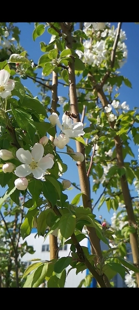 春日 暖 阳 下 蜜蜂 采 蜜 采蜜 飞行 慢动作 花朵 辛勤 多媒体 实拍视频 动物植物 flv