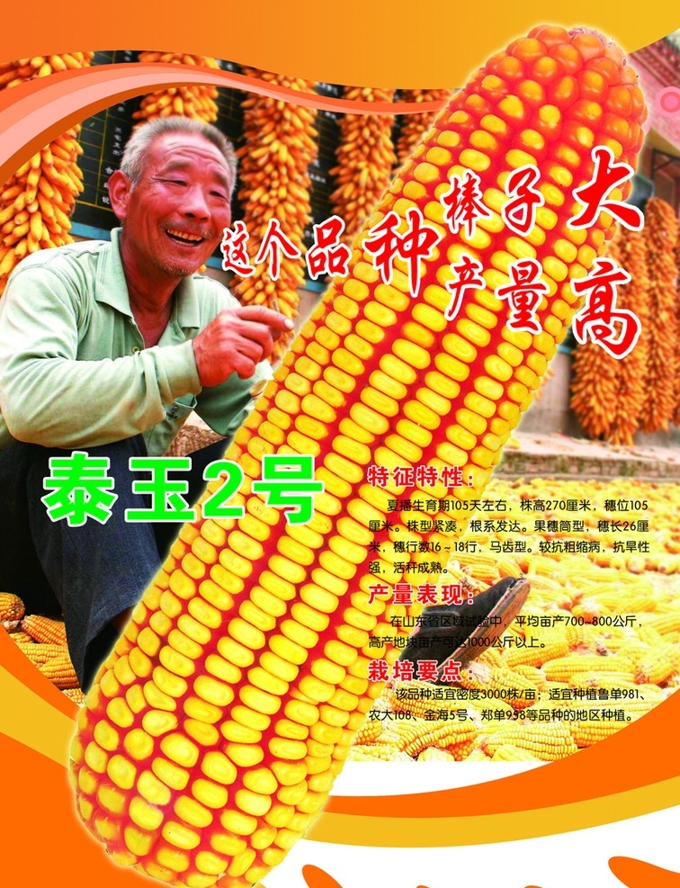 玉米海报 玉米 泰玉2号 丰收 喜悦 老人 广告设计模板 源文件