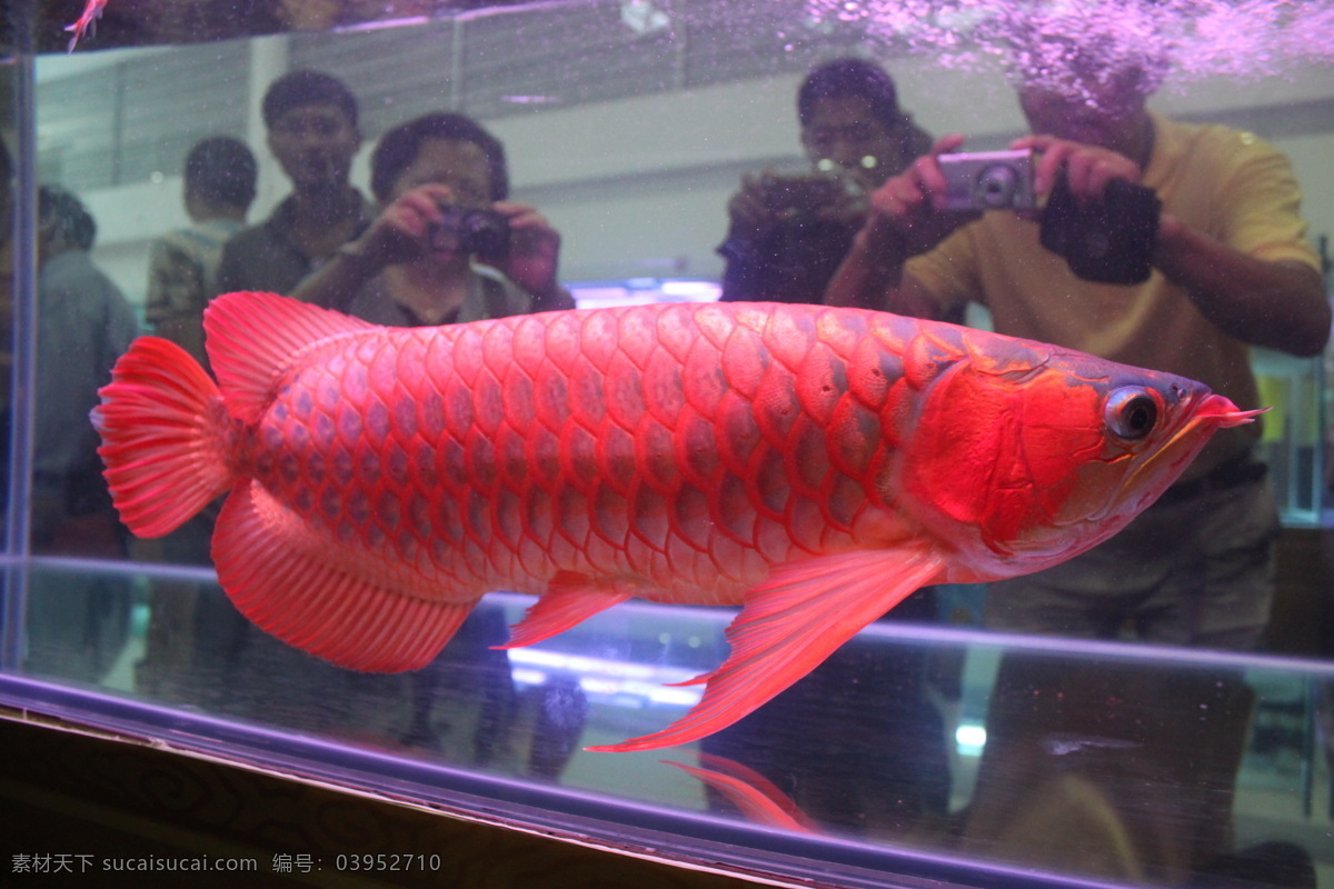 红龙鱼 金龙鱼 龙鱼 白金龙鱼 观赏鱼 鱼类 鱼博会 会展中心 生物世界