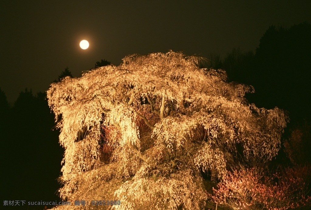 月光下的大树 大树 榕树 月光 夜晚 花草植物树木 生物世界 树木树叶