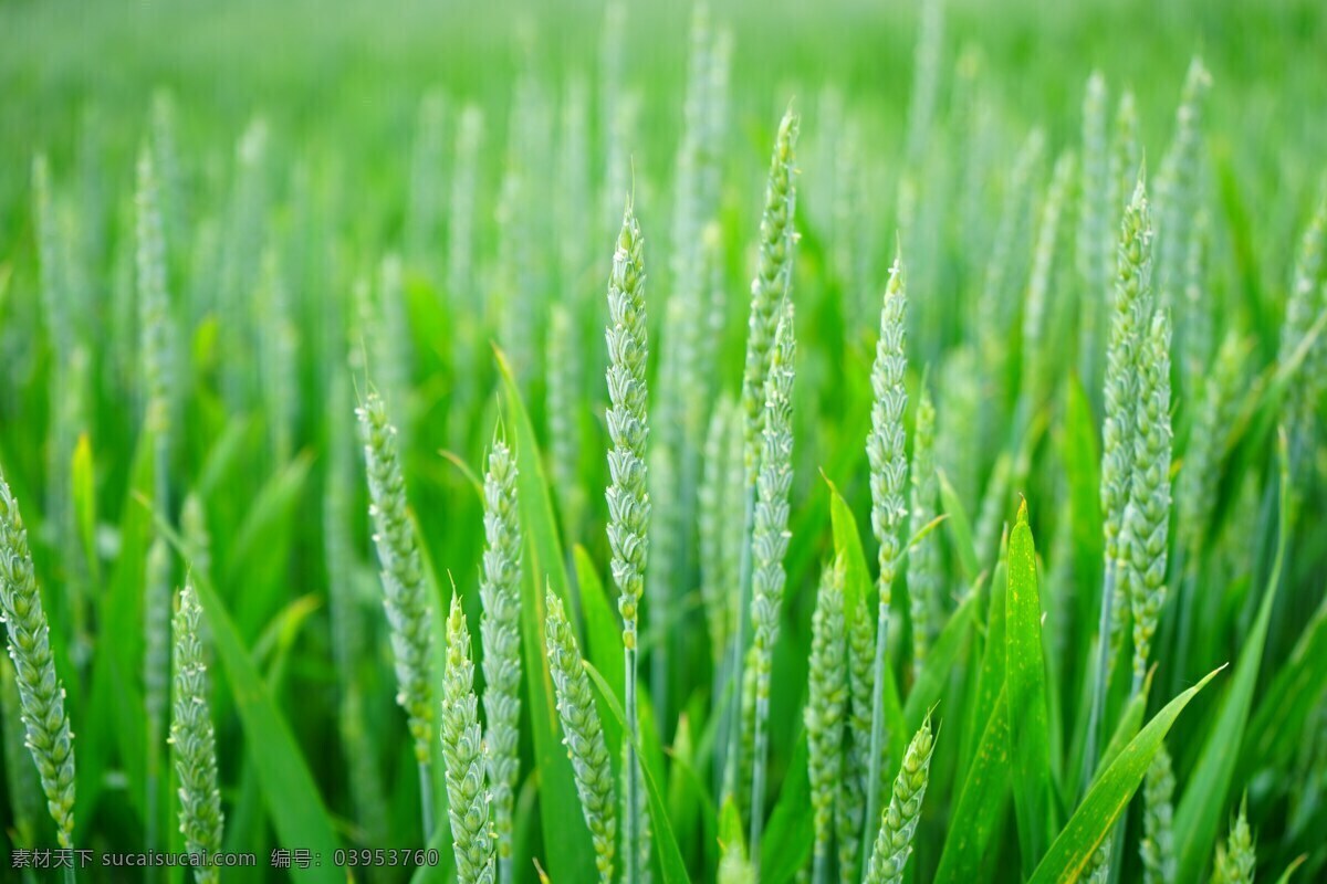 节节高 麦田 小 麦穗 高清摄影 特写 微距 小麦 绿色 生物世界 花草