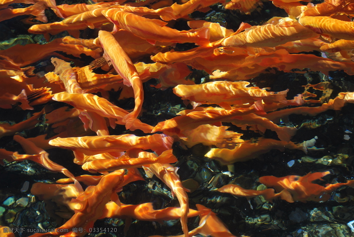 红鳟鱼 鱼 fish 淡水鱼 三纹鱼 红鳟 鱼类 生物世界