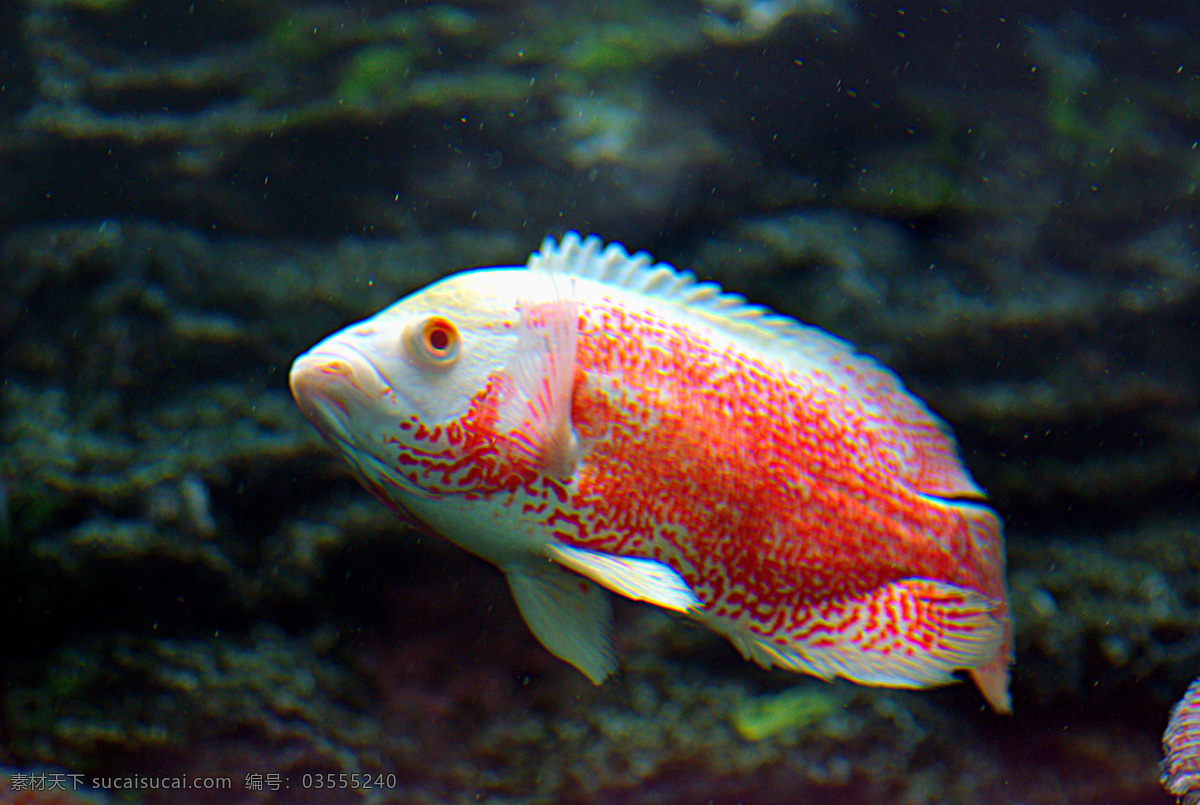 猪仔 鱼 海水鱼 生物世界 鱼类 猪仔鱼 红猪 淡水鱼 鲳鱼 水生动物 美丽鱼儿