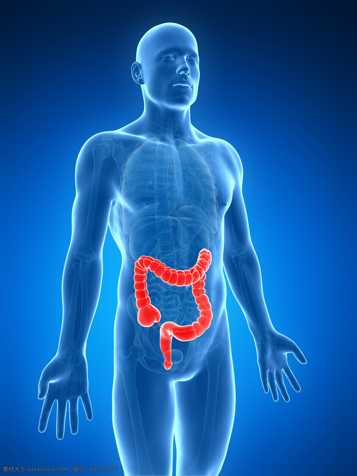 大肠 人体器官 肠道 消化系统 人体 人体组织 人体结构 医学 医疗 科学 医疗护理 现代科技