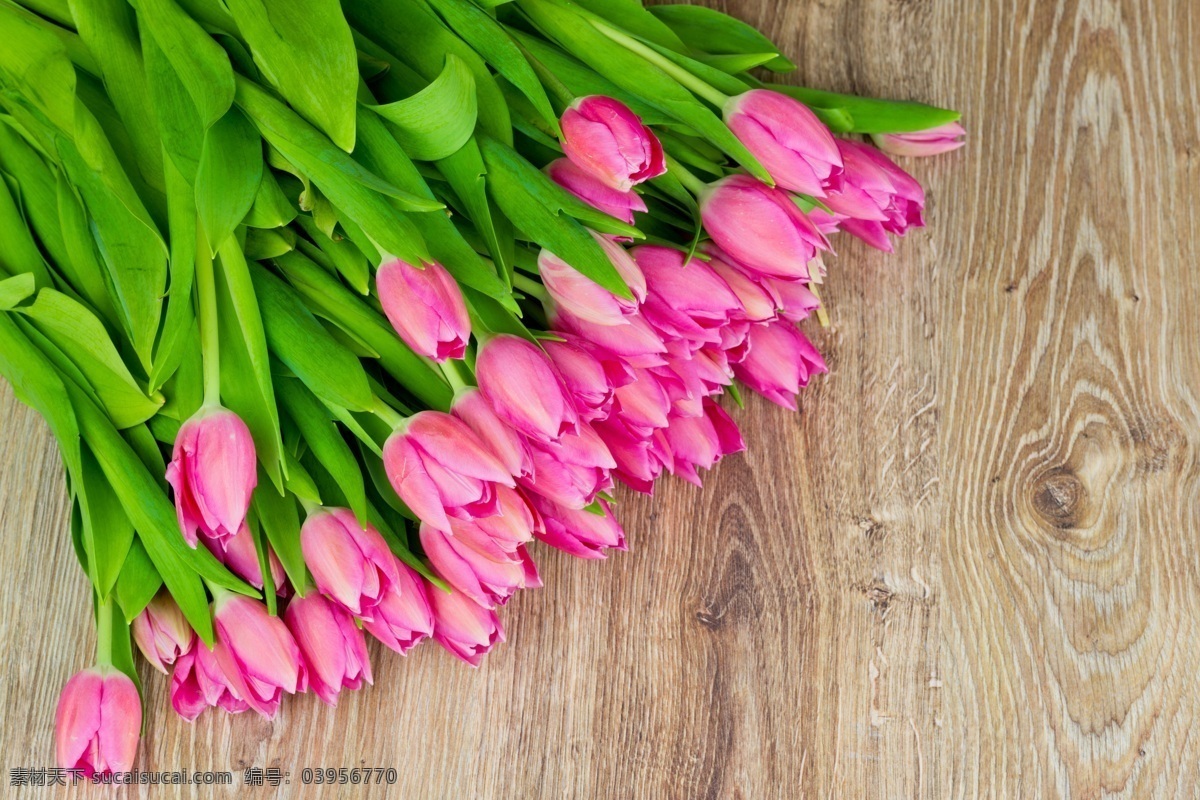 郁金香 鲜花 花朵 复活节木板 背景 粉色 礼物 绿叶 叶子 花束 花草 生物世界