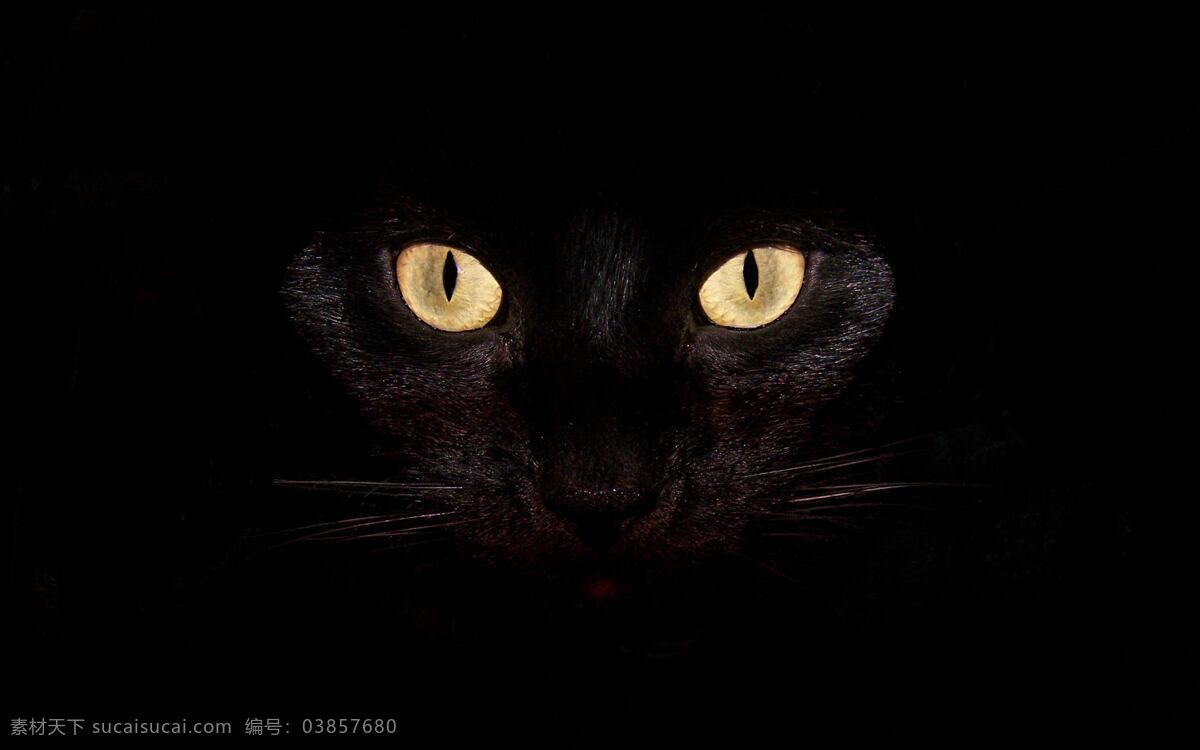 黑猫 宠物猫 小猫 猫咪 花猫 宠物 家宠 可爱 调皮 机灵 萌宠 宠物摄影 宠物壁纸 猫咪壁纸 动物 生物世界 家禽家畜