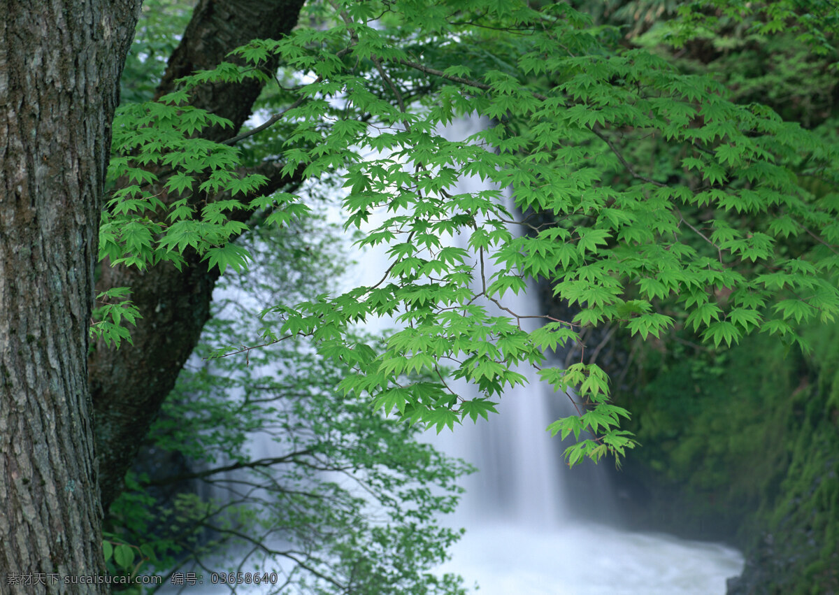 山涧小溪 小溪 溪水 溪流 自然景观 山水风景