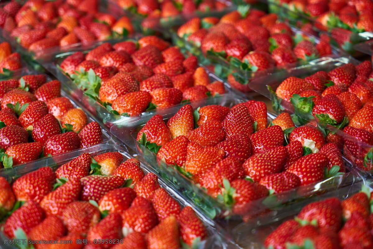 新鲜草莓批发 草莓 红草莓 新鲜草莓 鲜红草莓 新鲜 诱人 吸引 甜腻 酸甜 美味 新鲜水果 水果 食物 食材 饮食 美食 一组水果图片 生物世界