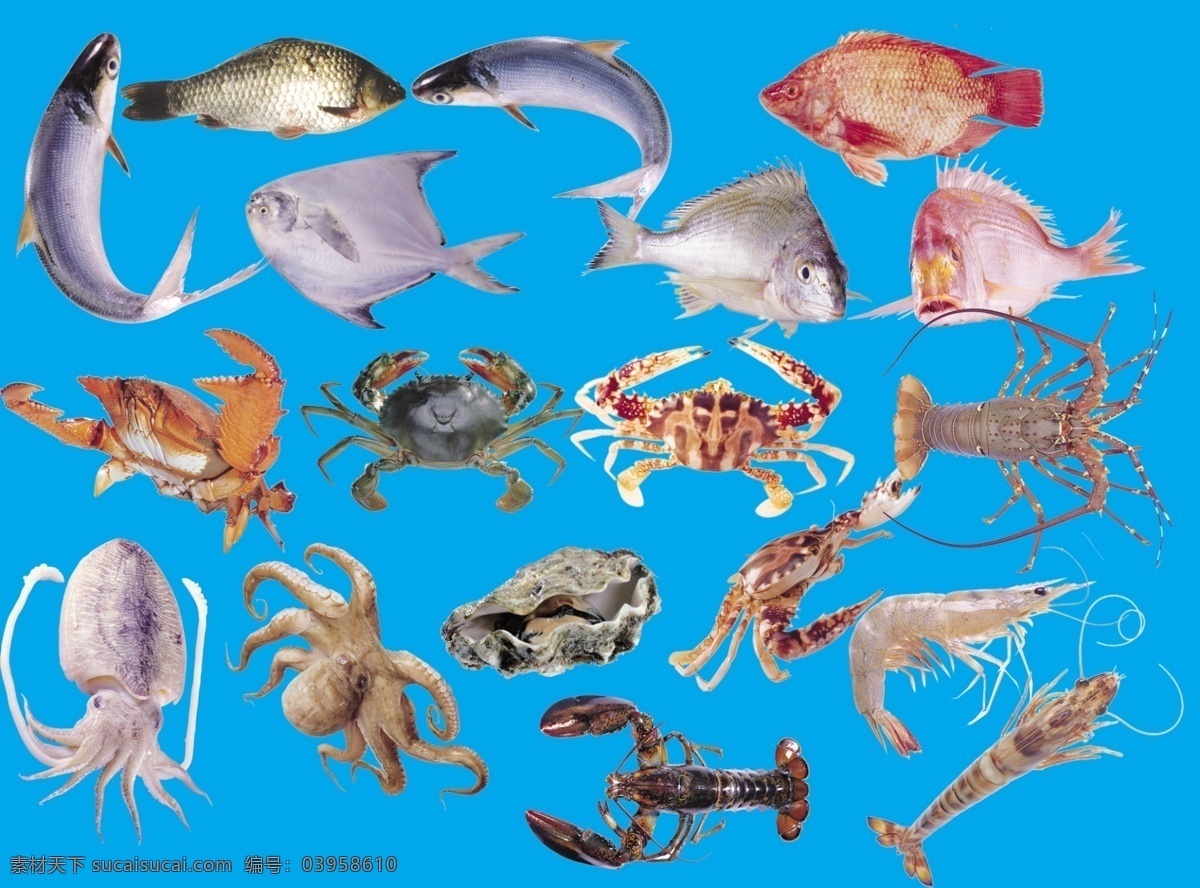 海产品 乌贼 螃蟹 龙虾 鱼类 贝壳 各类素材 分层
