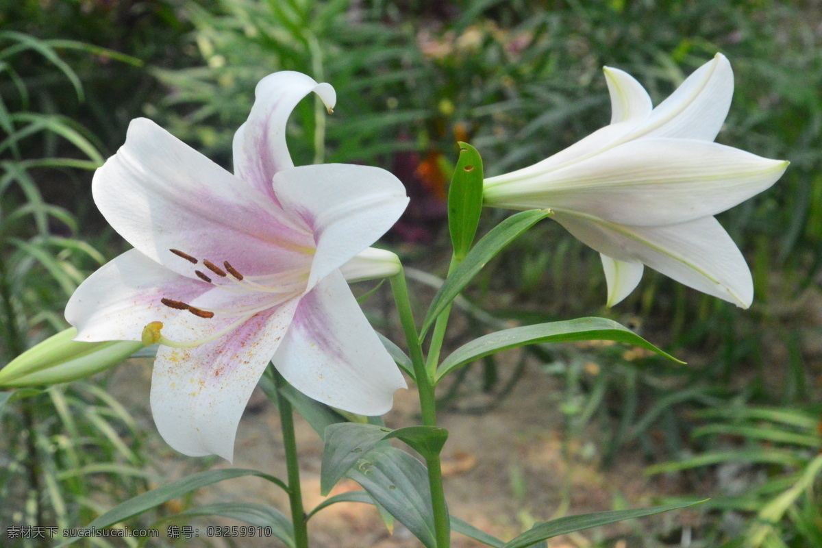 百合花 百合 百合园 园林美景 强瞿 山丹 花卉 花儿 花骨朵 花草 植物 园林绿化 绿化景观 百合花百合 生物世界